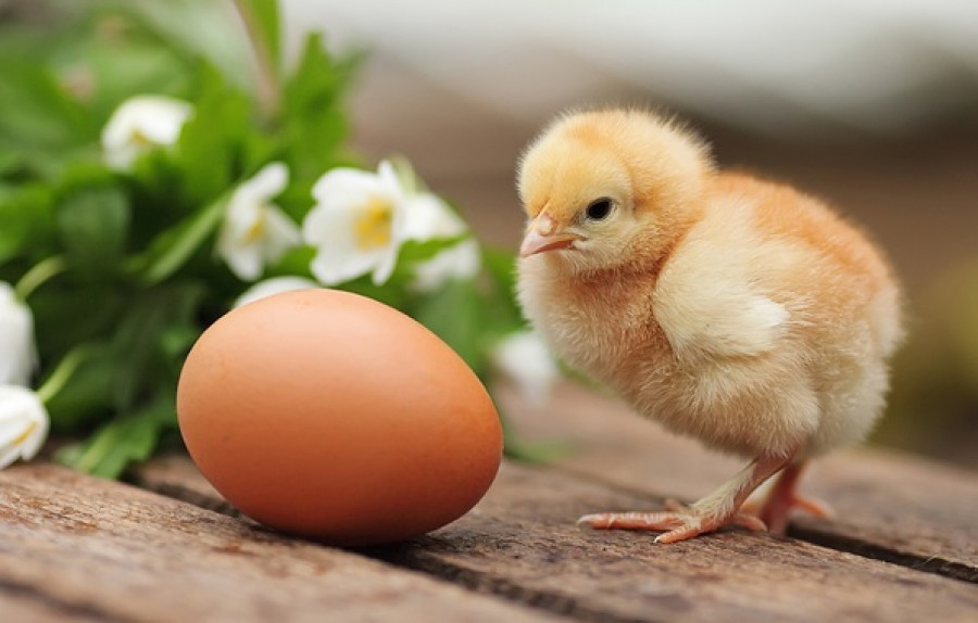Особенности маркировки яиц